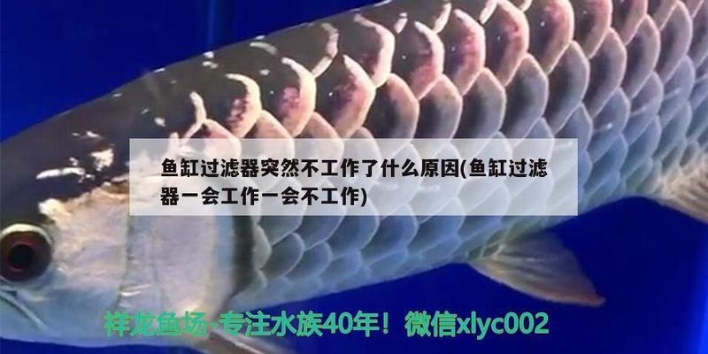 龍魚水面不動(dòng)是怎么了（龍魚浮水面不動(dòng)） 廣州龍魚批發(fā)市場(chǎng)