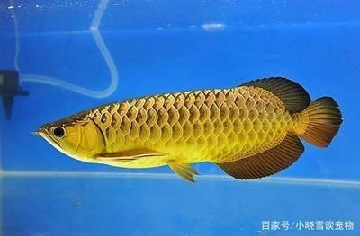 專用龍魚燈哪個(gè)品牌好一點(diǎn)(專用龍魚燈哪個(gè)品牌好一點(diǎn)兒)