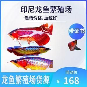 紅龍魚甩頭是怎么回事_（龍魚甩頭抖鰭是什么原因）