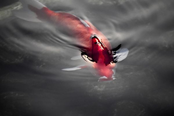 魟魚(yú)吃食？