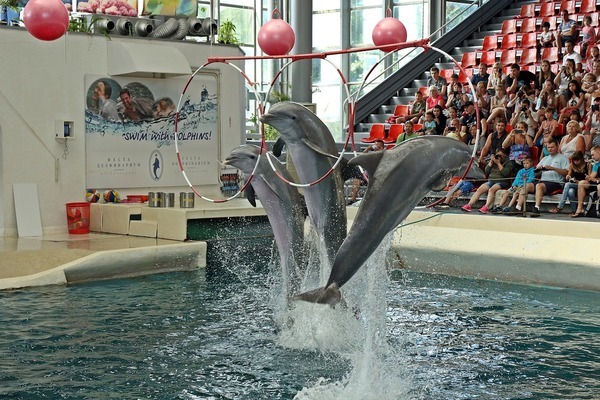 丹东市元宝区龙缘水族馆（丹东市元宝区龙缘水族馆电话）