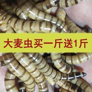 汕頭哪里有賣魚缸的地方啊電話號碼（汕頭魚缸批發(fā)市場） 廣州景觀設(shè)計