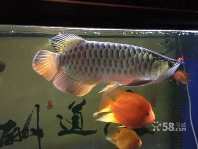 燈光對(duì)金龍魚(yú)發(fā)色有影響嗎圖片 水族問(wèn)答