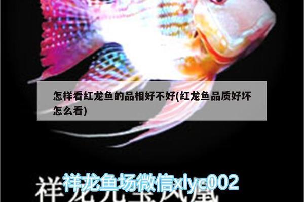 火龍魚(yú)能和斑馬魚(yú)一起養(yǎng)嗎怎么養(yǎng)(火龍魚(yú)能和斑馬魚(yú)一起養(yǎng)嗎怎么養(yǎng)活)