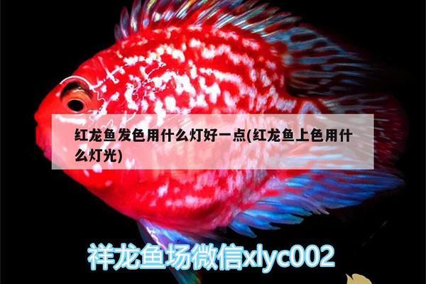 紅龍魚長得慢怎么辦視頻（紅龍魚長得慢怎么辦視頻講解）