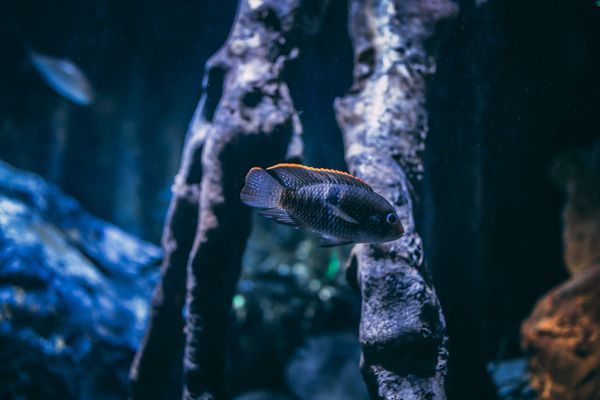 寿光市富贵岛水族馆（寿光市富贵岛水族馆电话）