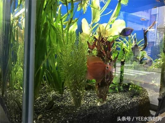 羅莊區(qū)貞尚水族館（羅莊區(qū)貞尚水族館電話）