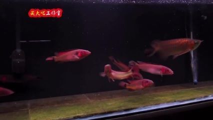 黑色的魚缸魚有哪些品種圖片（黑色的魚缸魚有哪些品種圖片大全）