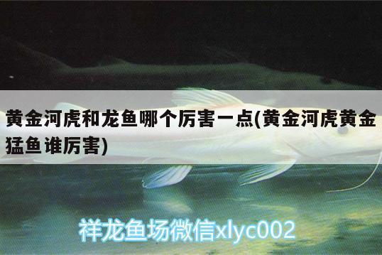 龍魚厭食怎么治療方法（龍魚厭食怎么治療方法視頻）