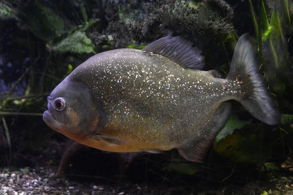 家里的舊魚缸怎么處理不影響風(fēng)水（舊魚缸不想要了怎么處理）