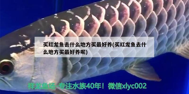 安陽觀賞魚批發(fā)市場電話號碼是多少?。ò碴桇~市場在哪里）