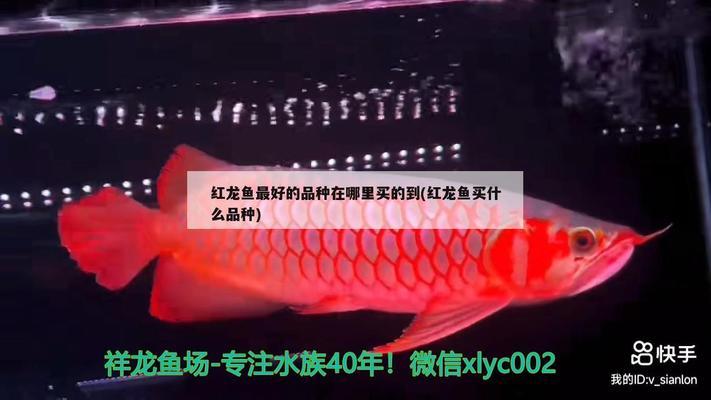 紅龍魚混養(yǎng)什么魚好看圖片（紅龍魚混養(yǎng)什么魚好看圖片大全）