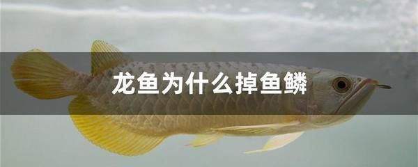 魚缸過(guò)濾器安裝說(shuō)明書圖片