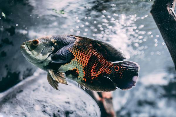 景觀魚缸圖片欣賞30小缸(超大型魚缸圖片大全)