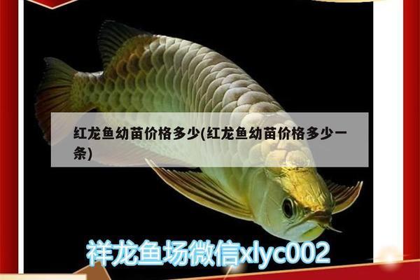 惠州魚缸亞克力廠家在哪里啊電話（惠州魚缸亞克力廠家在哪里啊電話號碼） 蘇虎