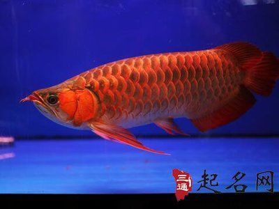 老魚匠加熱棒e6故障解決方法（老魚匠加熱棒故障代碼）