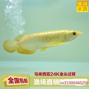 金龍魚多少錢一條在哪有批發(fā)：金龍魚多少錢一條 金龍魚百科 第5張