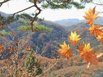 實(shí)木魚缸柜子