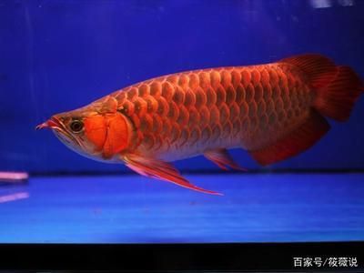 泰安哪里有賣魚缸的啊多少錢一個(gè)平方的（泰安哪里有賣魚缸的啊多少錢一個(gè)平方的魚）