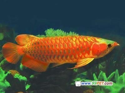 武陟縣辰柏軒水族器材經(jīng)營店（武陟縣辰柏軒水族器材經(jīng)營店地址）