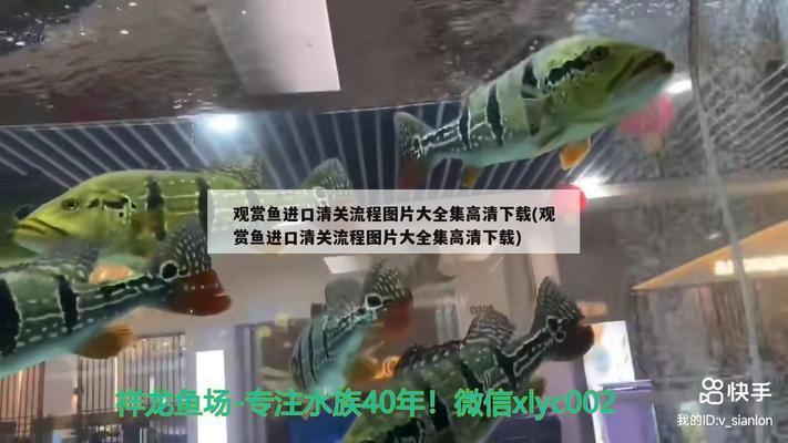 龍魚掉鱗怎么回事（魚鱗掉了怎樣恢復最快） 龍魚疾病與治療