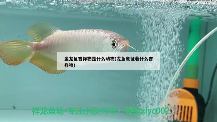 長治龍魚批發(fā)市場（長治龍魚批發(fā)市場在哪里） 龍魚批發(fā)