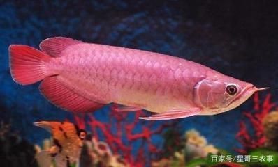 紅龍魚(yú)大概多少錢(qián)一條魚(yú)啊視頻教學(xué)（紅龍魚(yú)大概多少錢(qián)一條魚(yú)啊視頻教學(xué)下載）