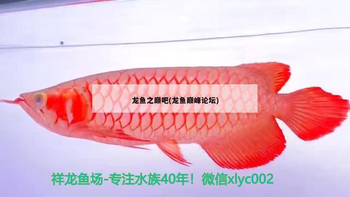 龍魚之巔論壇怎么沒有了：關(guān)于龍魚之巔論壇的詳細(xì)信息 龍魚百科 第1張