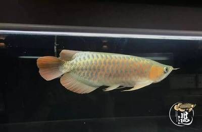 森森魚缸增氧機(jī)使用方法 水族問答