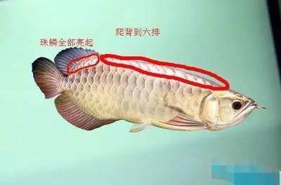 一眉道人魚(yú)腸炎患者的飲食禁忌：一眉道人魚(yú)腸炎患者的飲食禁忌，魚(yú)腸炎患者適宜食物