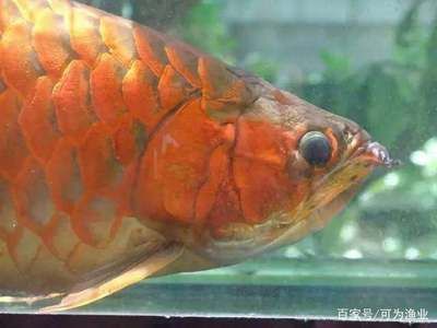 打包出六條大龍 水族燈（魚缸燈）