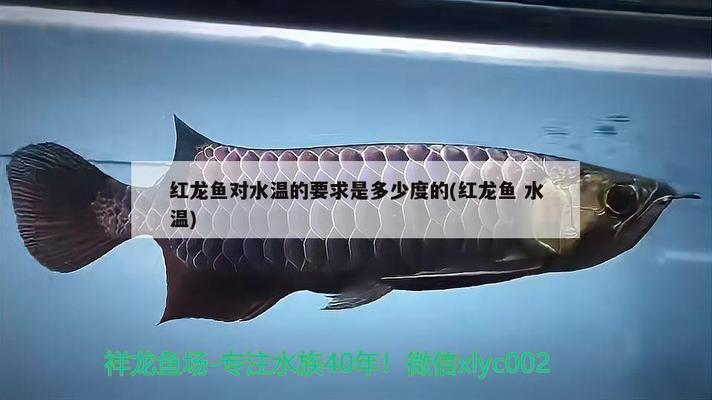 生態(tài)魚缸圖片欣賞（生態(tài)魚缸圖片欣賞大全）