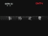 动物世界 《动物世界》 20111217
