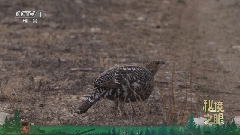 《秘境之眼》 黑嘴松鸡 20260327