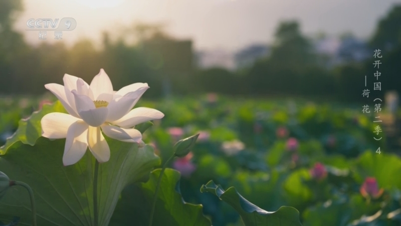 花开中国第二季 《花开中国 第二季》 第4集 荷花