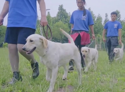 二更视频 她将导盲犬免费送给盲人使用