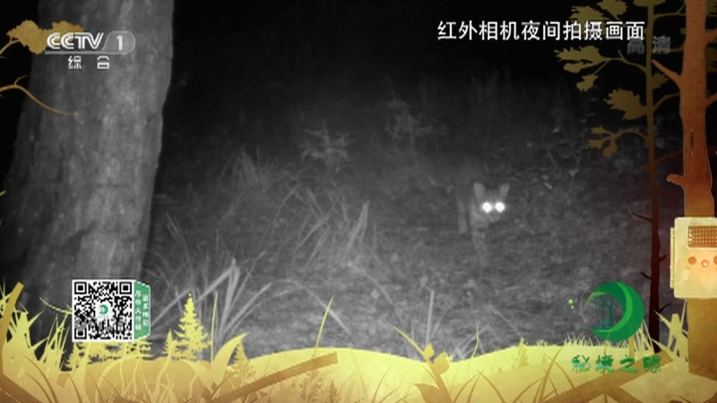 《秘境之眼》 豹猫 20210615