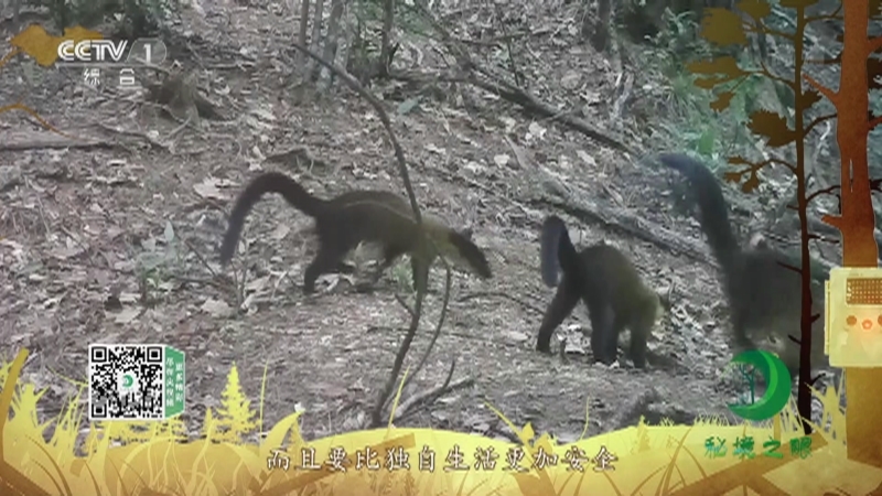 秘境之眼 《秘境之眼》 黄喉貂 20220828