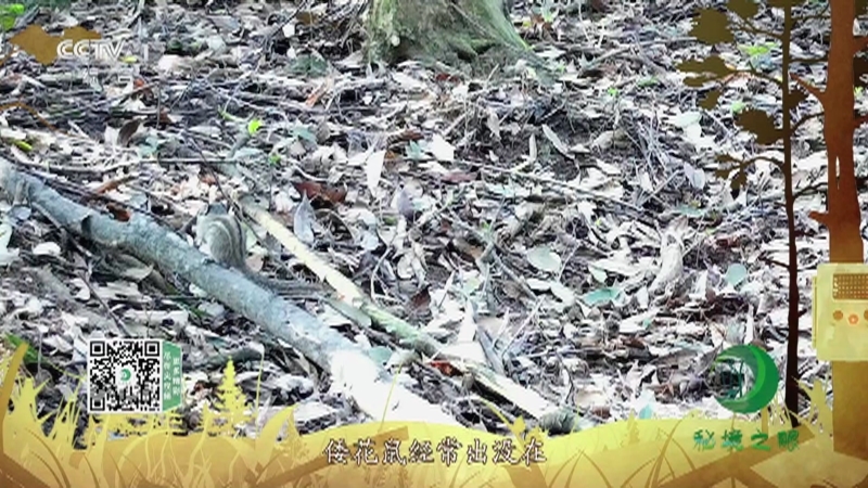 秘境之眼 《秘境之眼》 倭花鼠 20230510