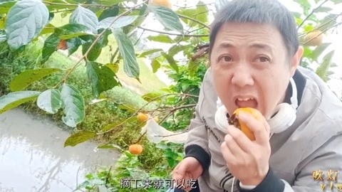 唱罢吹灯 四川也有脆柿子，农村吃货大叔边摘边吃，不给钱却摘一大袋回家