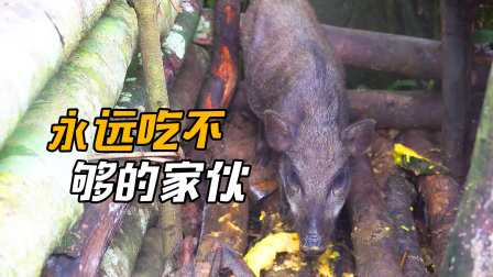 原始丛林人苏门答腊 第二季 原始丛林生活，不容易收获的大南瓜，成为了猪仔的口粮