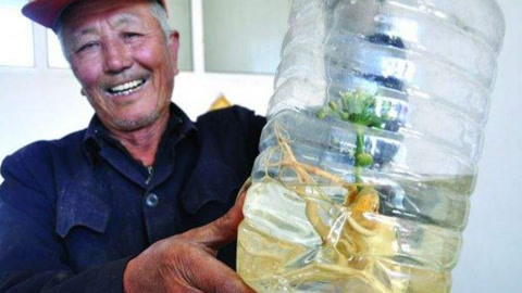 算命先生便利店 人参泡60度白酒8年后开出白花堪称奇迹