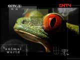 动物世界 《动物世界》 20110815