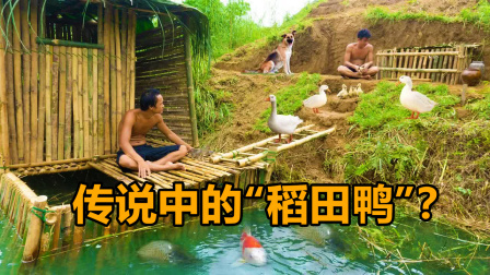 荒野建造者 第二季 “兄弟齐心，其利断金” 哥俩励志成为村里养鸭大户