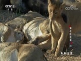动物世界 《动物世界》 20170901 狮在险途篇（三）