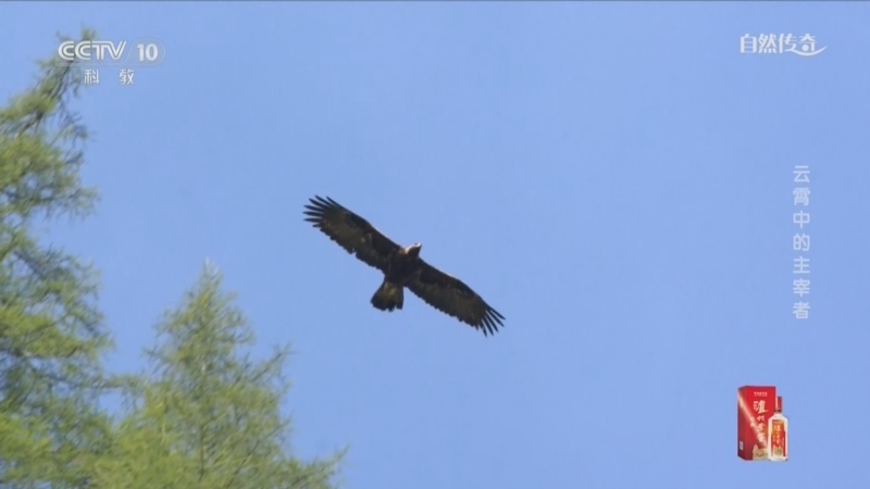 《自然传奇》 20251226 云霄中的主宰者