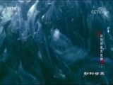 动物世界 《动物世界》 20171209 动物技能大比拼（二）