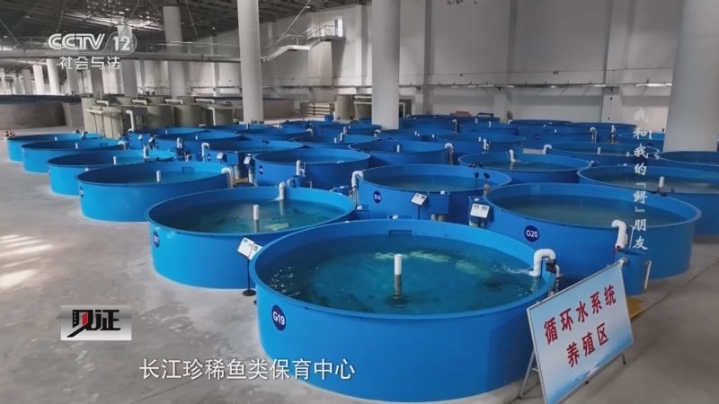 《见证》 20260208 我和我的“鲟”朋友