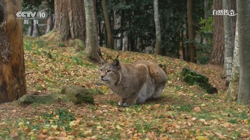 自然传奇 《自然传奇》 20230110 猫科猎手