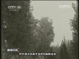 道德观察 《道德观察（日播版）》 20121216 在失去父母的日子里
